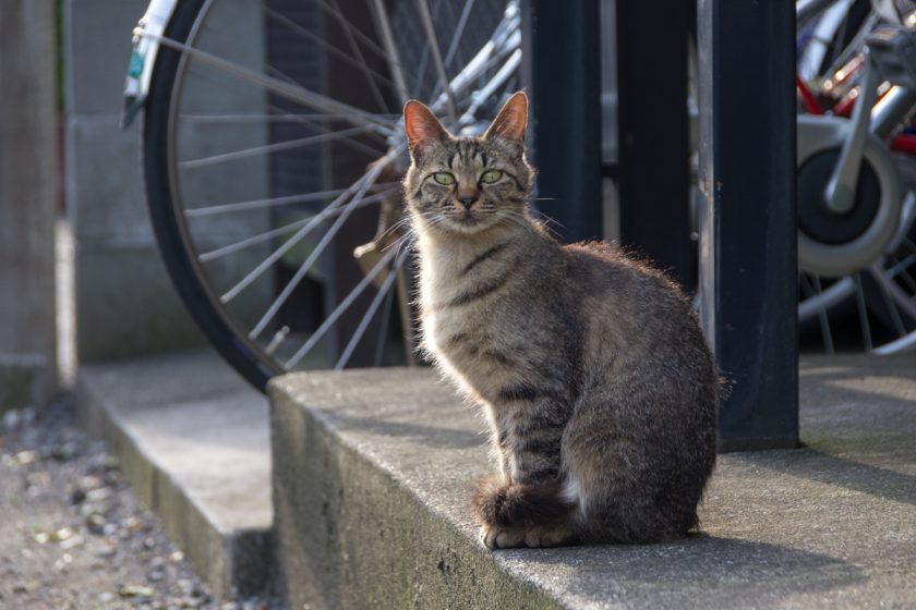 小平市の猫