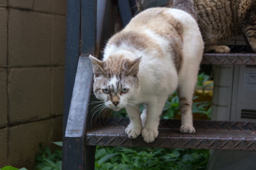 立川市の猫