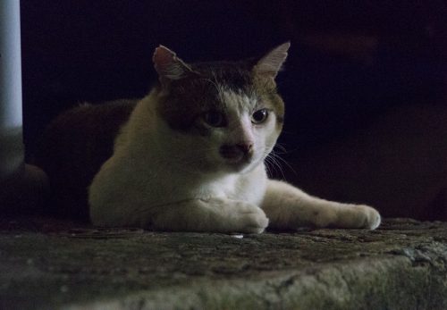 和光市の猫