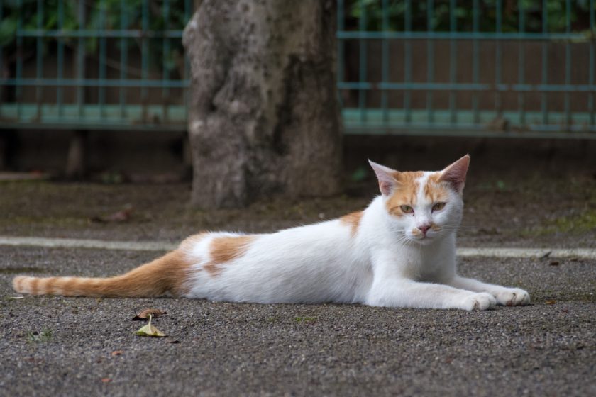 小平市の猫