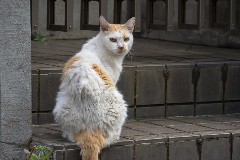 朝霞市の猫