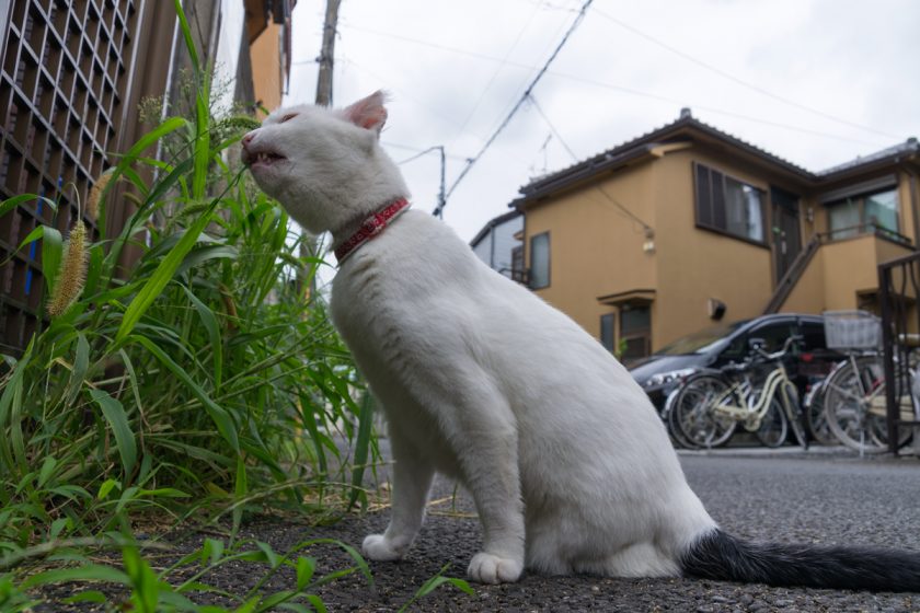 西東京市の猫