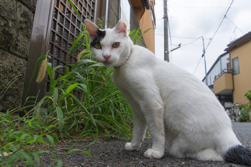 西東京市の猫