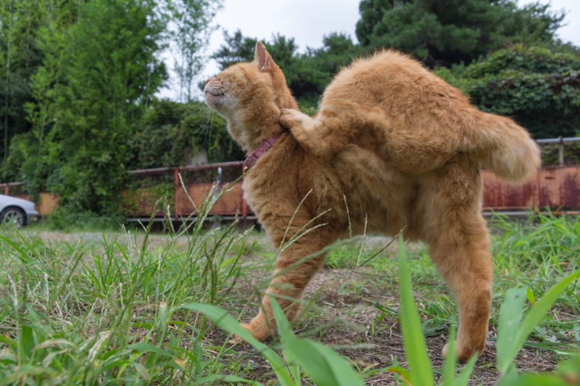 立川市の猫