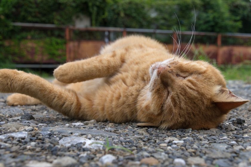 立川市の猫