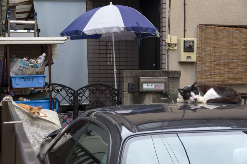 立川市の猫