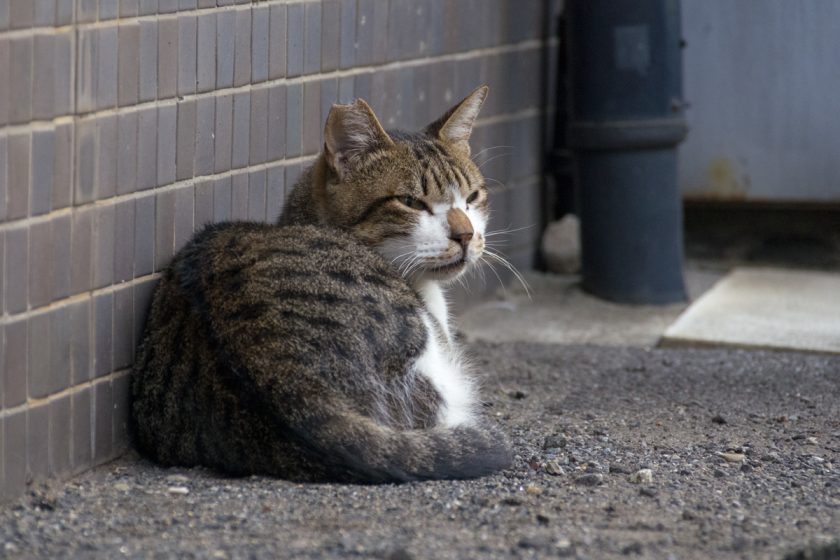 昭島市の猫