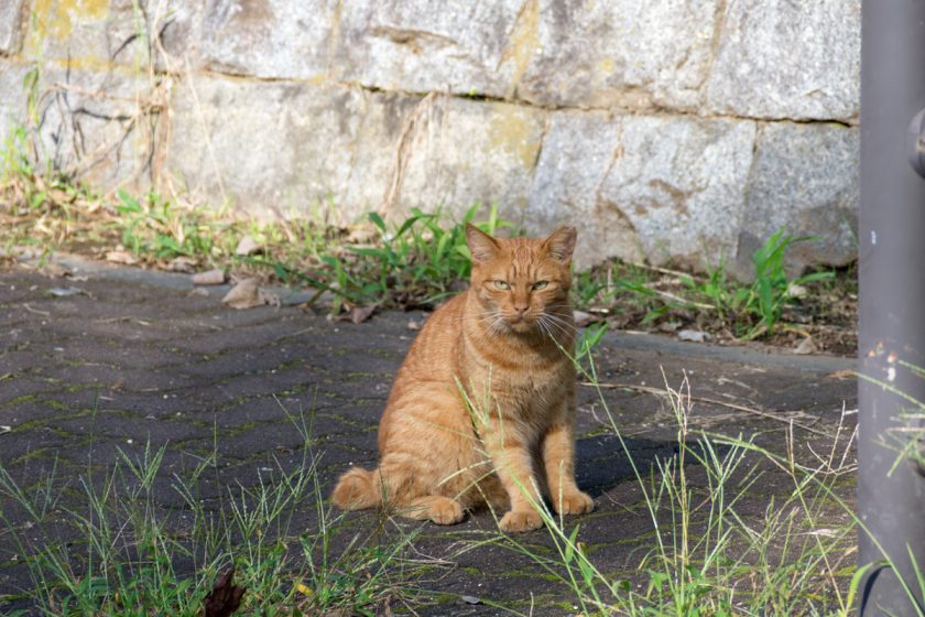国分寺市の猫