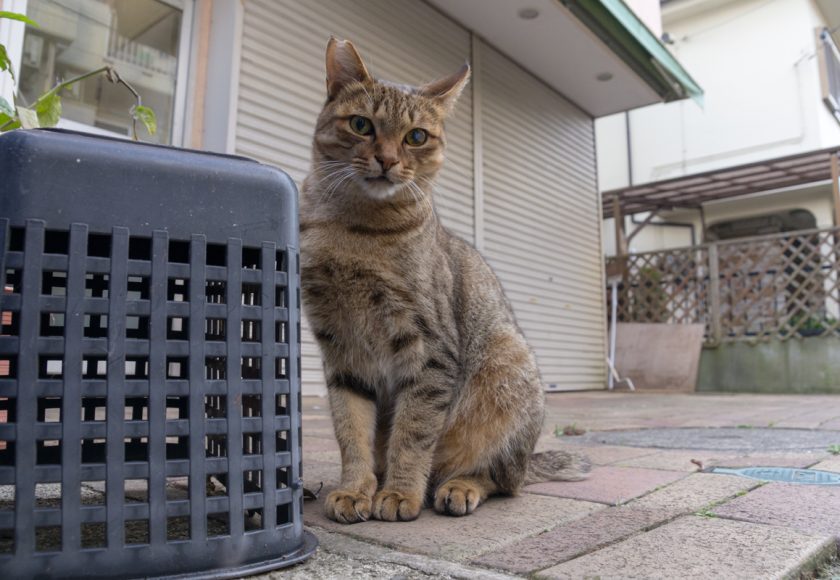 福生市の猫