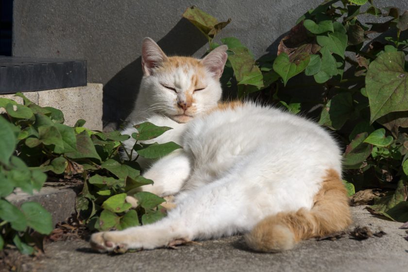 朝霞市の猫