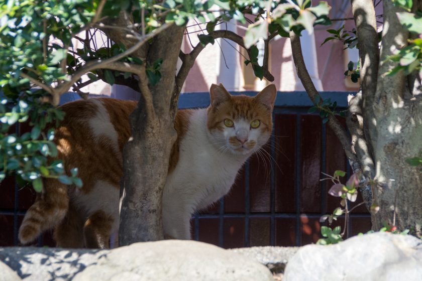 昭島市の猫