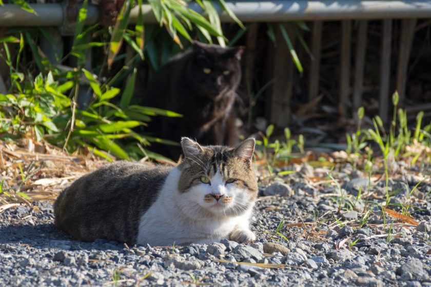 立川市の猫