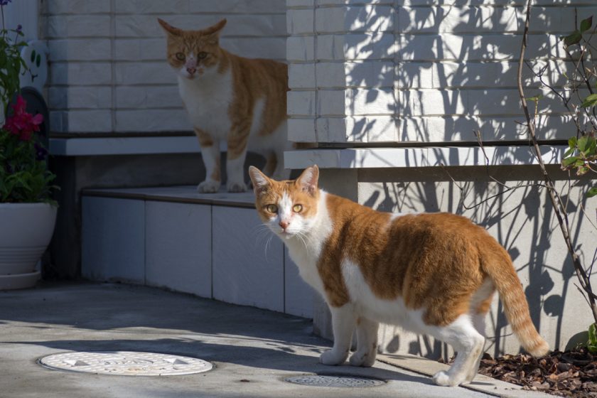 立川市の猫