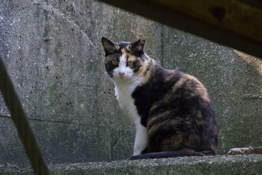 立川市の猫