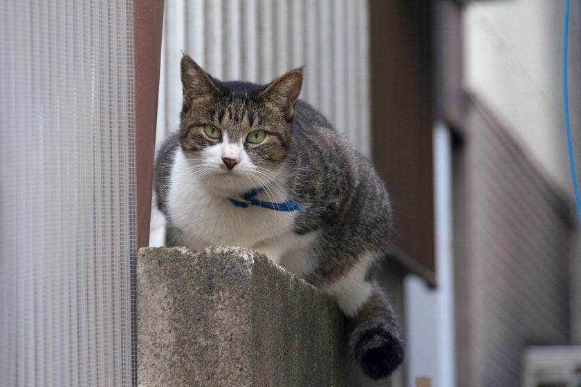 和光市の猫