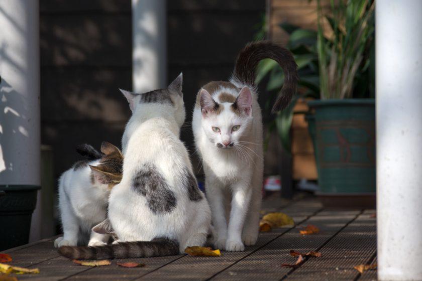 日高市の猫