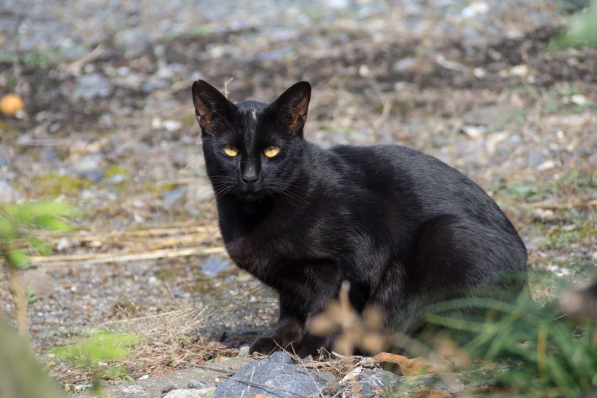 日高市の猫