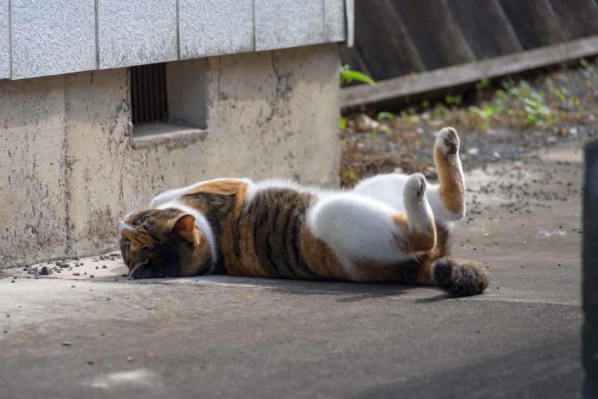 日高市の猫