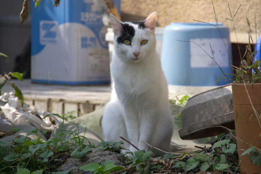 日高市の猫