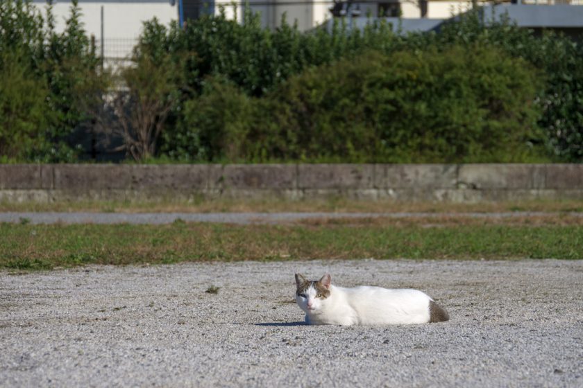 立川市の猫