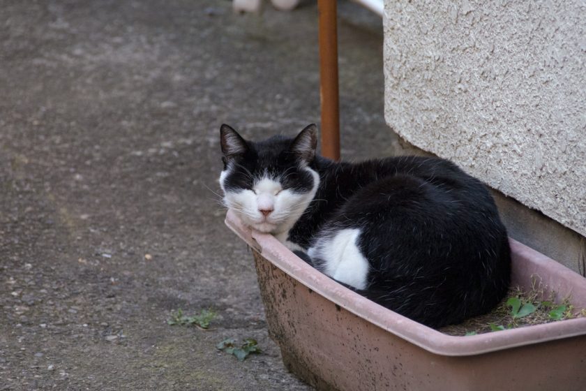 立川市の猫