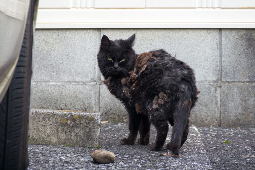 府中市の猫