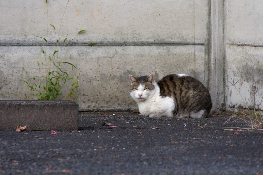 府中市の猫