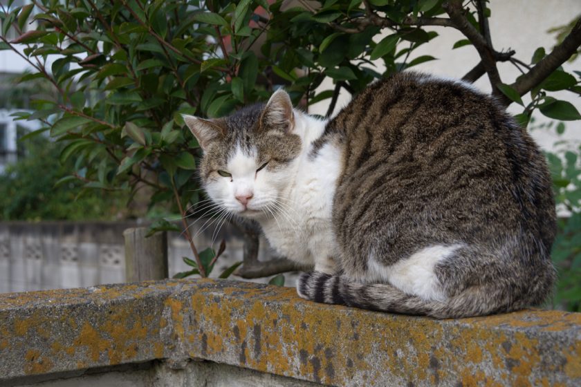 府中市の猫