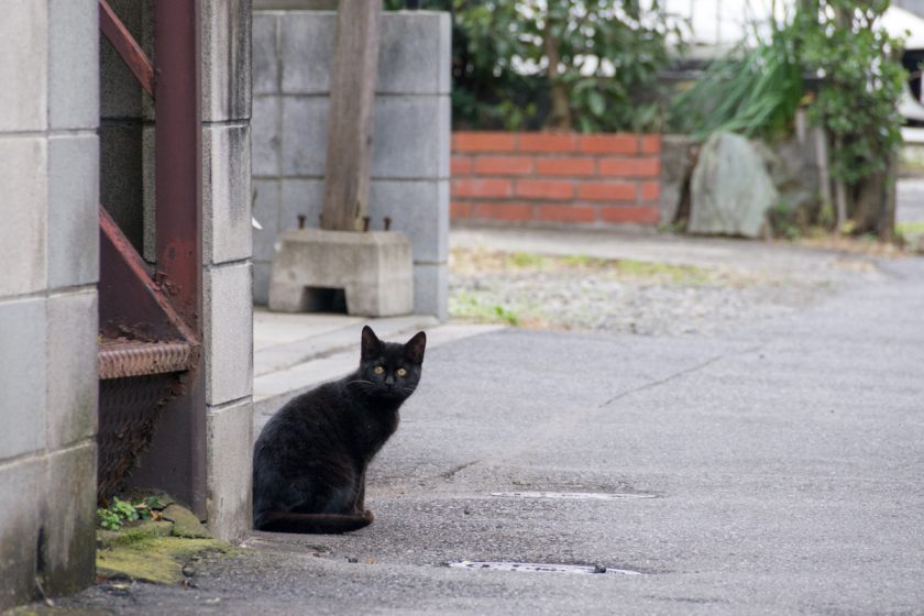 大田区の猫