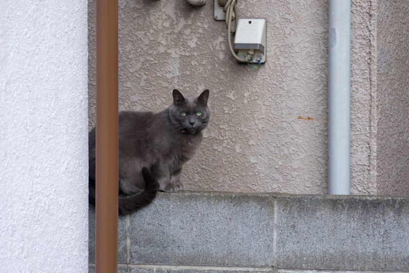 大田区の猫