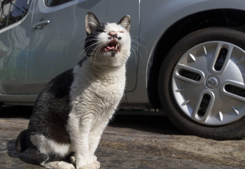 大田区の猫