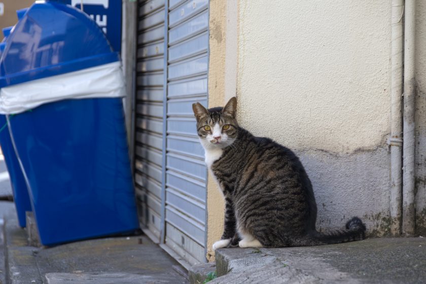 大田区の猫