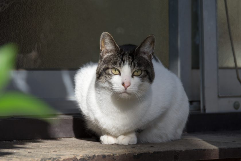 大田区の猫