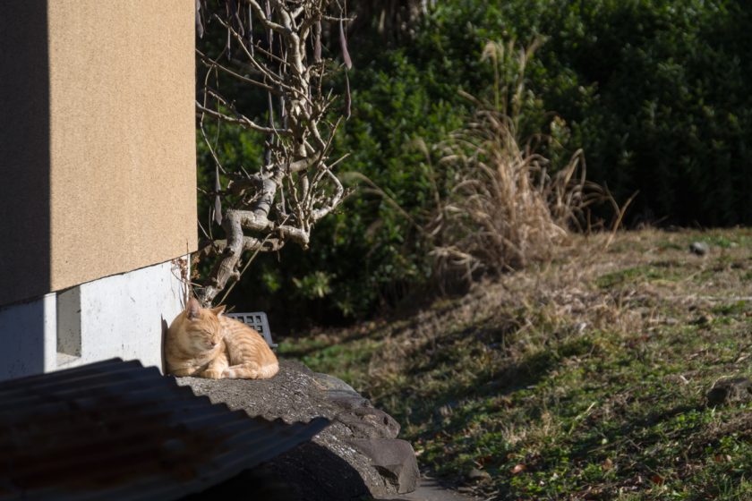 檜原村の猫