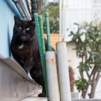 小平市の猫
