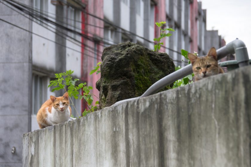 基隆市の猫