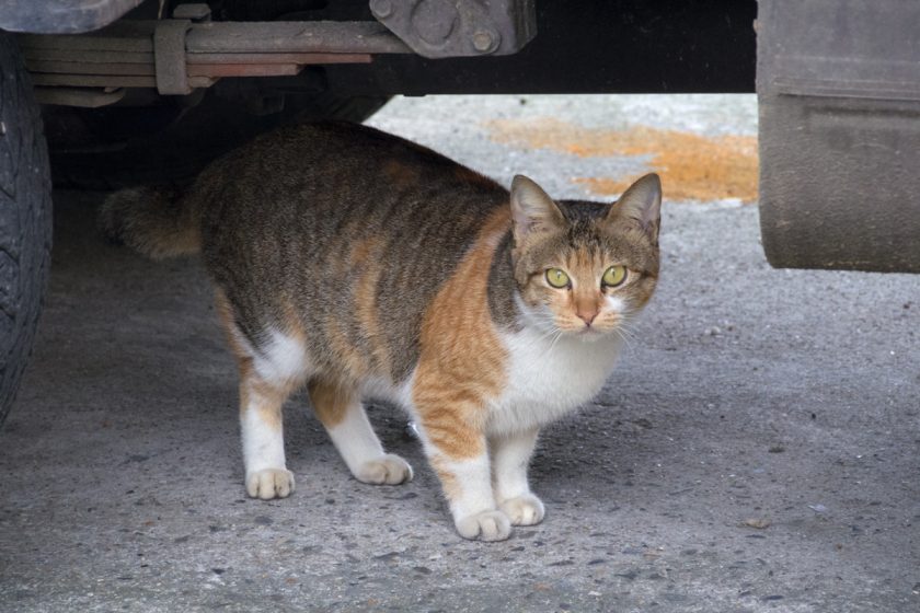 基隆市の猫