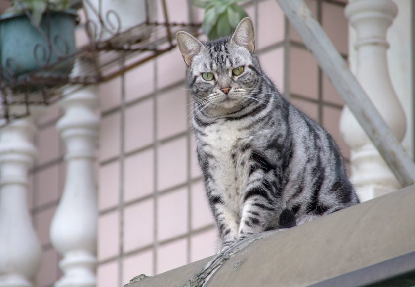 新北市の猫