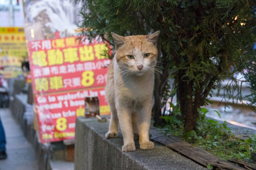 新北市の猫