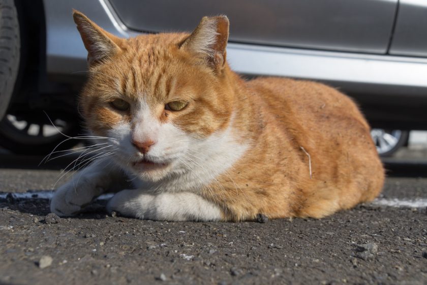 国分寺市の猫