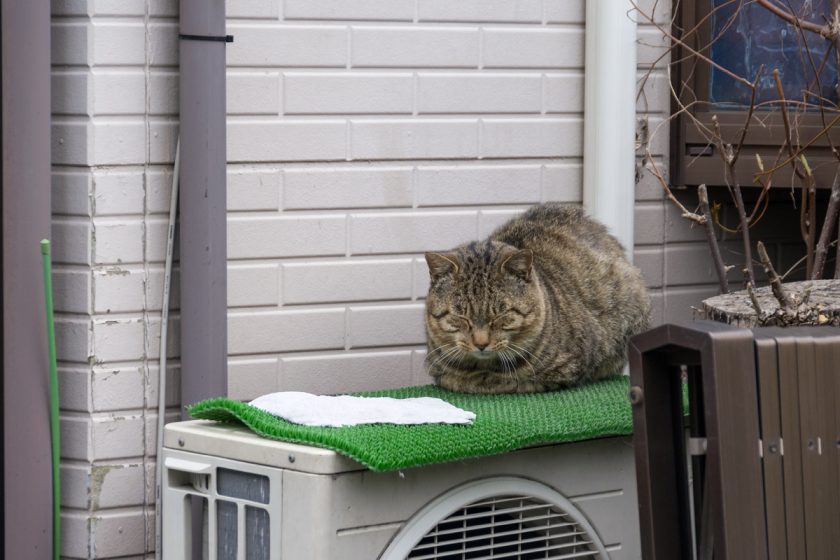 昭島市の猫