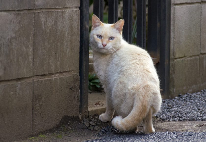 立川市の猫