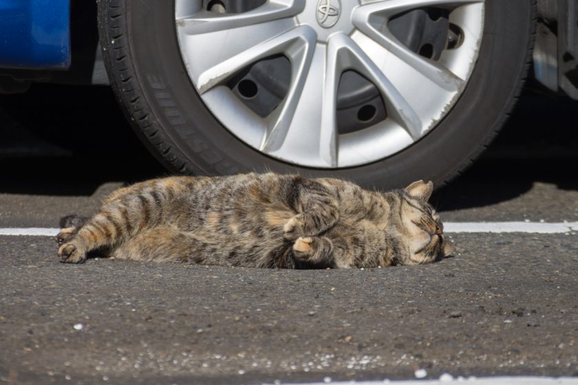 八王子市の猫