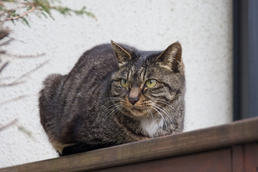 立川市の猫