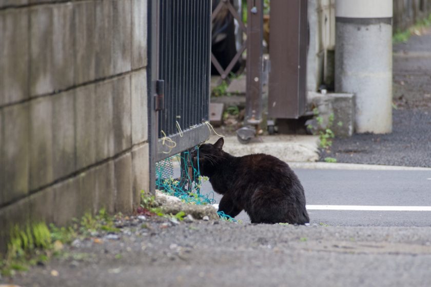 立川市の猫