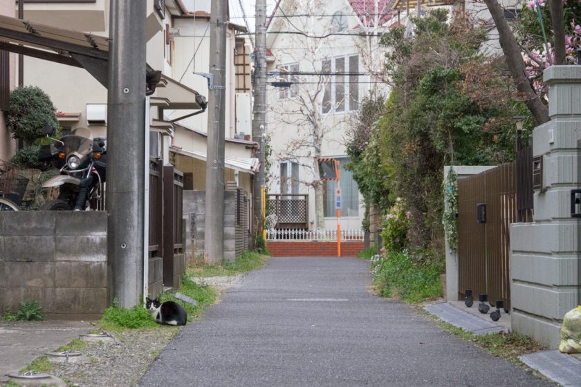 立川市の猫