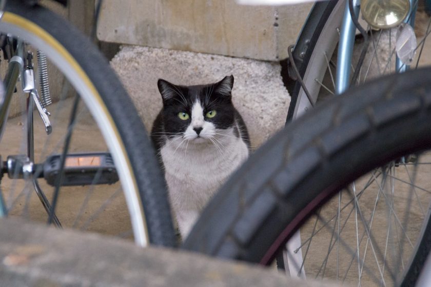 立川市の猫