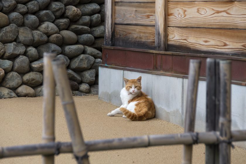 府中市の猫