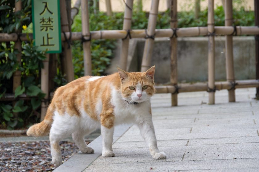 府中市の猫