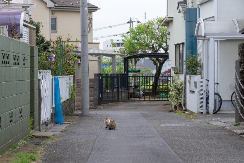 昭島市の猫